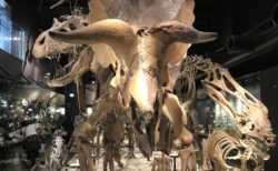 【御船町恐竜博物館】化石採掘も出来る！白亜紀にタイムスリップ～《上益城郡御船町》