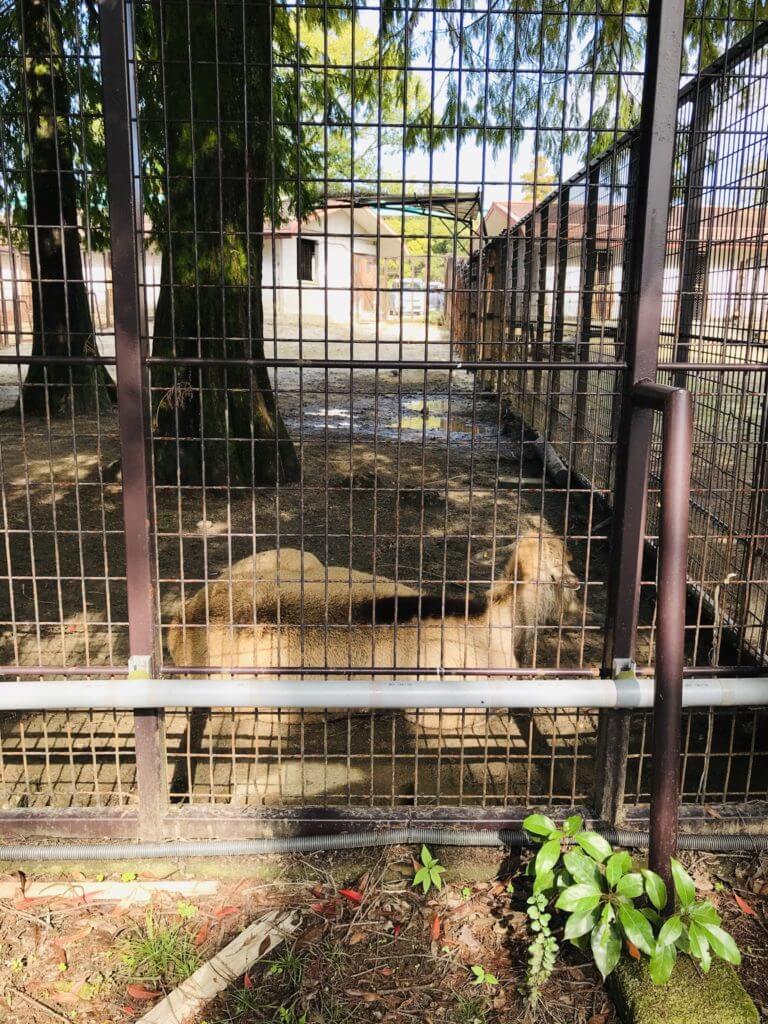 熊本市動植物園 熊本市動植物園にワンピースのチョッパー像が 熊本市東区健軍 さるクマ さるこう 熊本