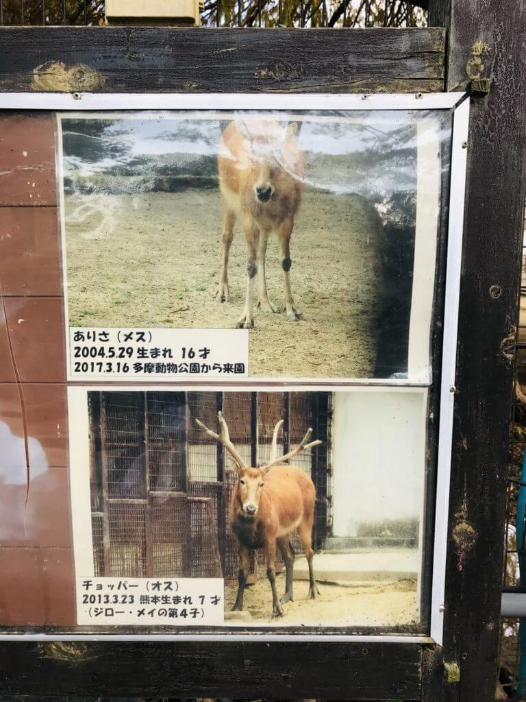 熊本市動植物園 熊本市動植物園にワンピースのチョッパー像が 熊本市東区健軍 さるクマ さるこう 熊本