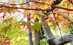 【釣耕園(ちょうこうえん)】ひっそり佇む庭園★ひとけの少ない紅葉撮影スポット《熊本市西区島崎 》