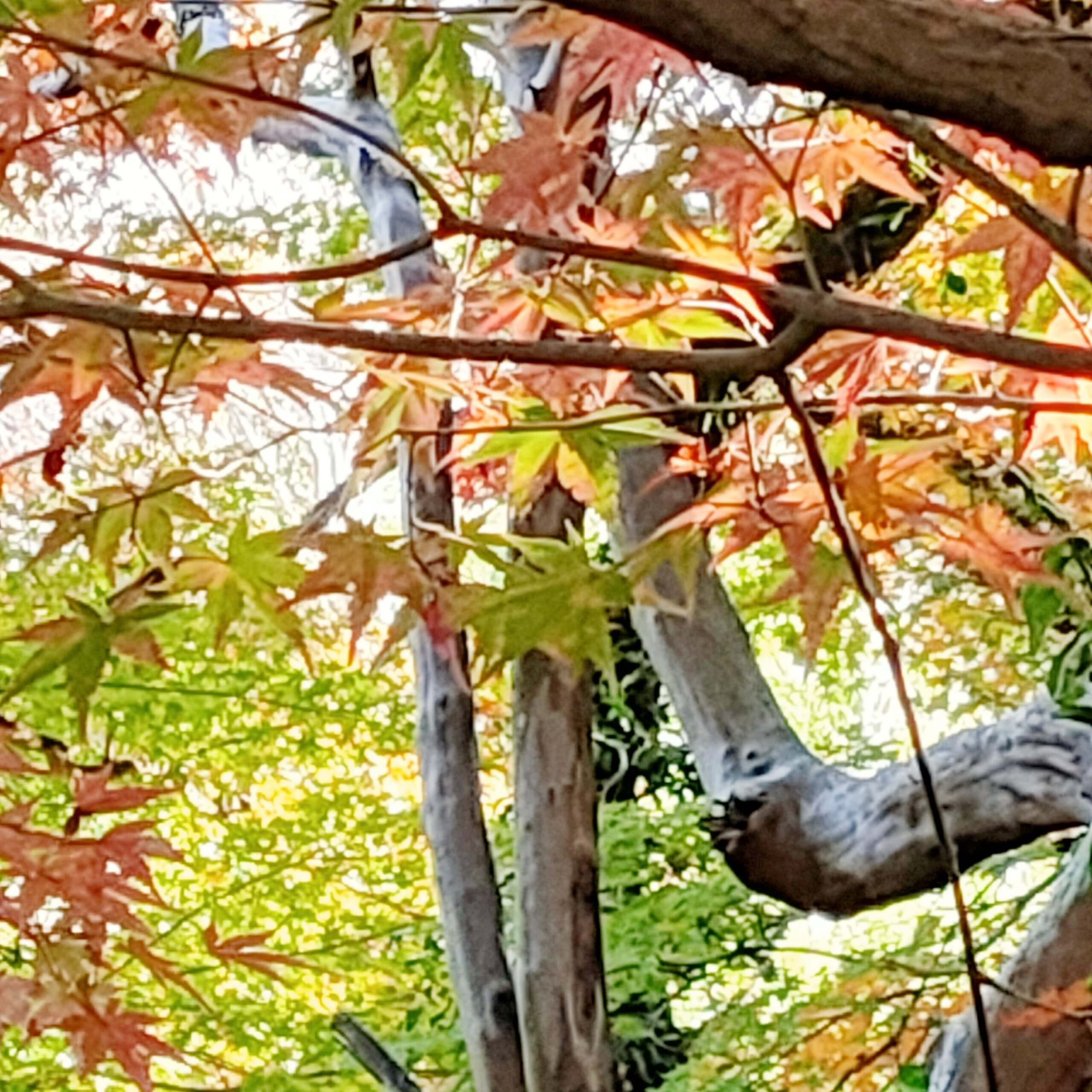 釣耕園 ちょうこうえん ひっそり佇む庭園 ひとけの少ない紅葉撮影スポット 熊本市西区島崎 さるクマ さるこう 熊本