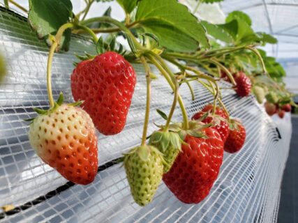 吉次園いちご狩り さるクマ さるこう 熊本