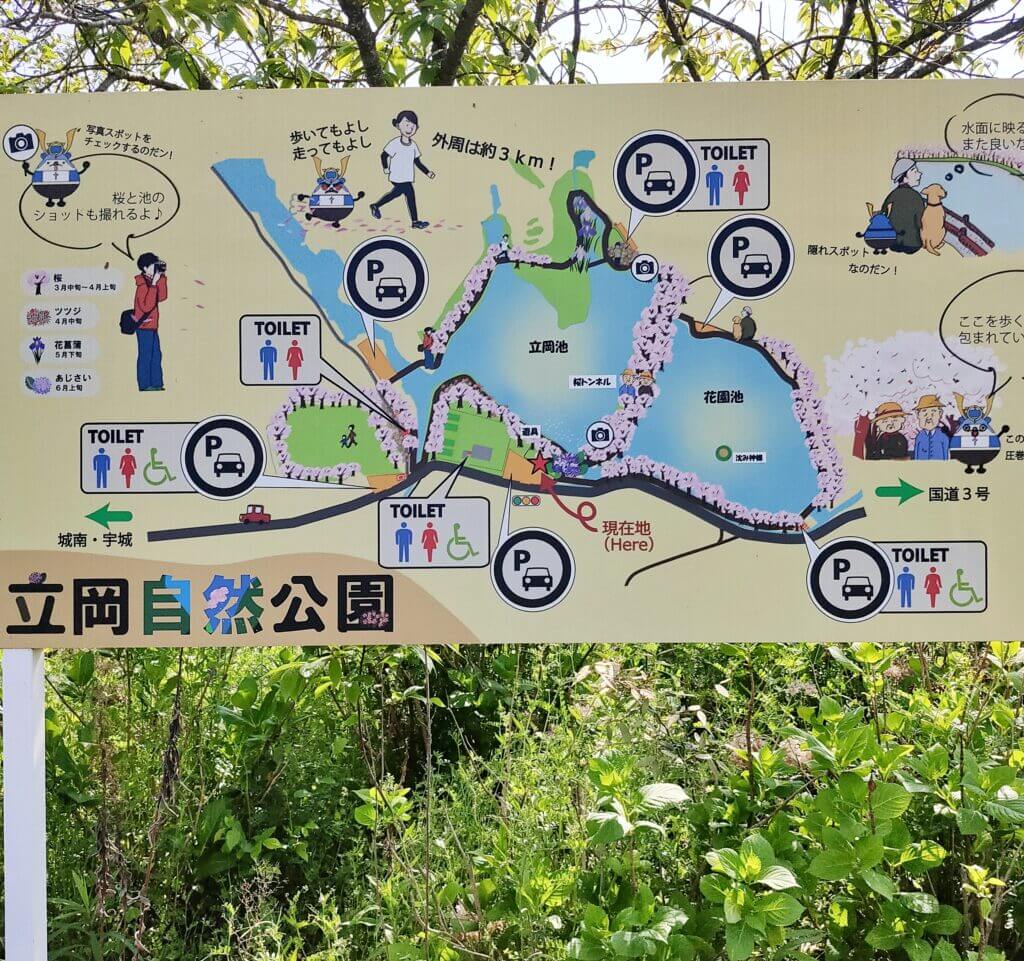 立岡自然公園 桜だけじゃない 新緑や藤 花菖蒲も楽しめる 池の周りの散策ができる公園 宇土市花園町 さるクマ さるこう 熊本